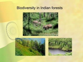 Biodiversity in Indian forests
 