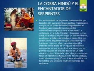 LA COBRA HINDÚ Y EL
ENCANTADOR DE
SERPIENTES
 Los encantadores de serpientes suelen caminar por
las calles con sus serpientes en cestas o macetas que
cuelgan de un poste de bambú colgada sobre el
hombro. Los encantadores cubren estos
contenedores con paños entre actuaciones. La
vestimenta en la India, Pakistán y los países vecinos
suele ser el mismo: el pelo largo, un turbante blanco,
pendientes y collares de conchas o perlas. Una vez
que el artista encuentra un lugar satisfactorio para
instalarse, pone sus ollas y canastas sobre él (a
menudo con la ayuda de un equipo de asistentes
que pueden ser sus aprendices) y se sienta con las
piernas cruzadas en el suelo delante de un bote
cerrado o cesta. Se quita la tapa, y luego comienza a
tocar un instrumento flauta, hecho de una calabaza,
conocido como pungi. Como si fuese absorbida por
la melodía, una serpiente finalmente emerge del
recipiente.
 
