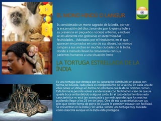 EL MONO HINDÚ O LANGUR
Es considerado un mono sagrado de la India, por ser
la encarnación del dios Janumán, por lo que se tolera
su presencia en pequeños núcleos urbanos, e incluso
se los alimenta con golosinas en determinadas
festividades. . Adorados por el hinduismo, en el que
aparecen encarnados en uno de sus dioses, los monos
campan a sus anchas en muchas ciudades de la India,
donde a menudo llevan la convivencia con sus
parientes humanos a una situación límite
LA TORTUGA ESTRELLADA DE LA
ÍNDIA
Es una tortuga que destaca por su caparazón distribuido en placas con
forma de bóveda, cada placa es independiente de la vecina, en cada una de
ellas posee un dibujo en forma de estrella lo que le da su nombre común.
Esta forma le permite volver a enderezarse con facilidad en caso de que se
quede boca arriba debido a alguna caída. En el caso de las hembras esta
característica no está tan acentuada y son más grandes que los machos
pudiendo llegar a los 25 cm de largo. Otra de sus características son sus
pies que tienen forma de porra los cuales le permiten excavar con facilidad.
Se encuentran en la India y Sri Lanka, siendo una tortuga muy buscada
como mascota aunque en la India está protegida.
 