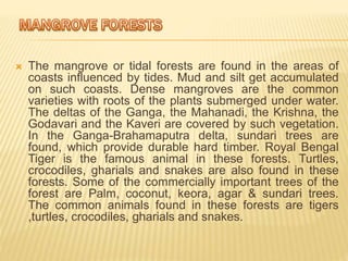  The mangrove or tidal forests are found in the areas of
coasts influenced by tides. Mud and silt get accumulated
on such coasts. Dense mangroves are the common
varieties with roots of the plants submerged under water.
The deltas of the Ganga, the Mahanadi, the Krishna, the
Godavari and the Kaveri are covered by such vegetation.
In the Ganga-Brahamaputra delta, sundari trees are
found, which provide durable hard timber. Royal Bengal
Tiger is the famous animal in these forests. Turtles,
crocodiles, gharials and snakes are also found in these
forests. Some of the commercially important trees of the
forest are Palm, coconut, keora, agar & sundari trees.
The common animals found in these forests are tigers
,turtles, crocodiles, gharials and snakes.
 