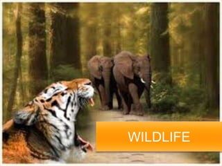 WILDLIFE
 
