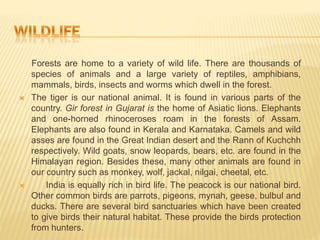 Forests are home to a variety of wild life. There are thousands of
species of animals and a large variety of reptiles, amphibians,
mammals, birds, insects and worms which dwell in the forest.
 The tiger is our national animal. It is found in various parts of the
country. Gir forest in Gujarat is the home of Asiatic lions. Elephants
and one-horned rhinoceroses roam in the forests of Assam.
Elephants are also found in Kerala and Karnataka. Camels and wild
asses are found in the Great Indian desert and the Rann of Kuchchh
respectively. Wild goats, snow leopards, bears, etc. are found in the
Himalayan region. Besides these, many other animals are found in
our country such as monkey, wolf, jackal, nilgai, cheetal, etc.
 India is equally rich in bird life. The peacock is our national bird.
Other common birds are parrots, pigeons, mynah, geese, bulbul and
ducks. There are several bird sanctuaries which have been created
to give birds their natural habitat. These provide the birds protection
from hunters.
 