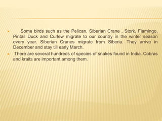  Some birds such as the Pelican, Siberian Crane , Stork, Flamingo,
Pintail Duck and Curlew migrate to our country in the winter season
every year. Siberian Cranes migrate from Siberia. They arrive in
December and stay till early March.
 There are several hundreds of species of snakes found in India. Cobras
and kraits are important among them.
 