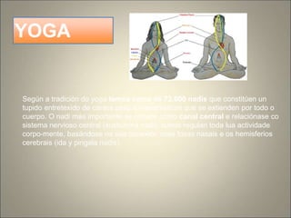 YOGA
Según a tradición do yoga temos cerca de 72.000 nadis que constitúen un
tupido entretexido de canles psíquico-enerxéticos que se extienden por todo o
cuerpo. O nadi más importante se conoce como canal central e relaciónase co
sistema nervioso central (sushumna nadi); outros regulan toda lua actividade
corpo-mente, basándose na súa conexión coas fosas nasais e os hemisferios
cerebrais (ida y pingala nadis).
 