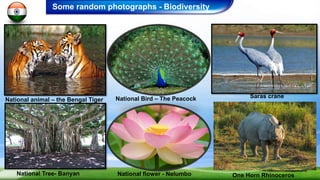 Some random photographs - Biodiversity
National Tree- Banyan
National animal – the Bengal Tiger National Bird – The Peacock
National flower - Nelumbo
Saras crane
One Horn Rhinoceros
 