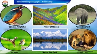 Pit Viper Nanda Devi Peak Asiatic Lion
Asiatic ElephantValley of FlowersCommon Kingfisher
Some random photographs - Biodiversity
 