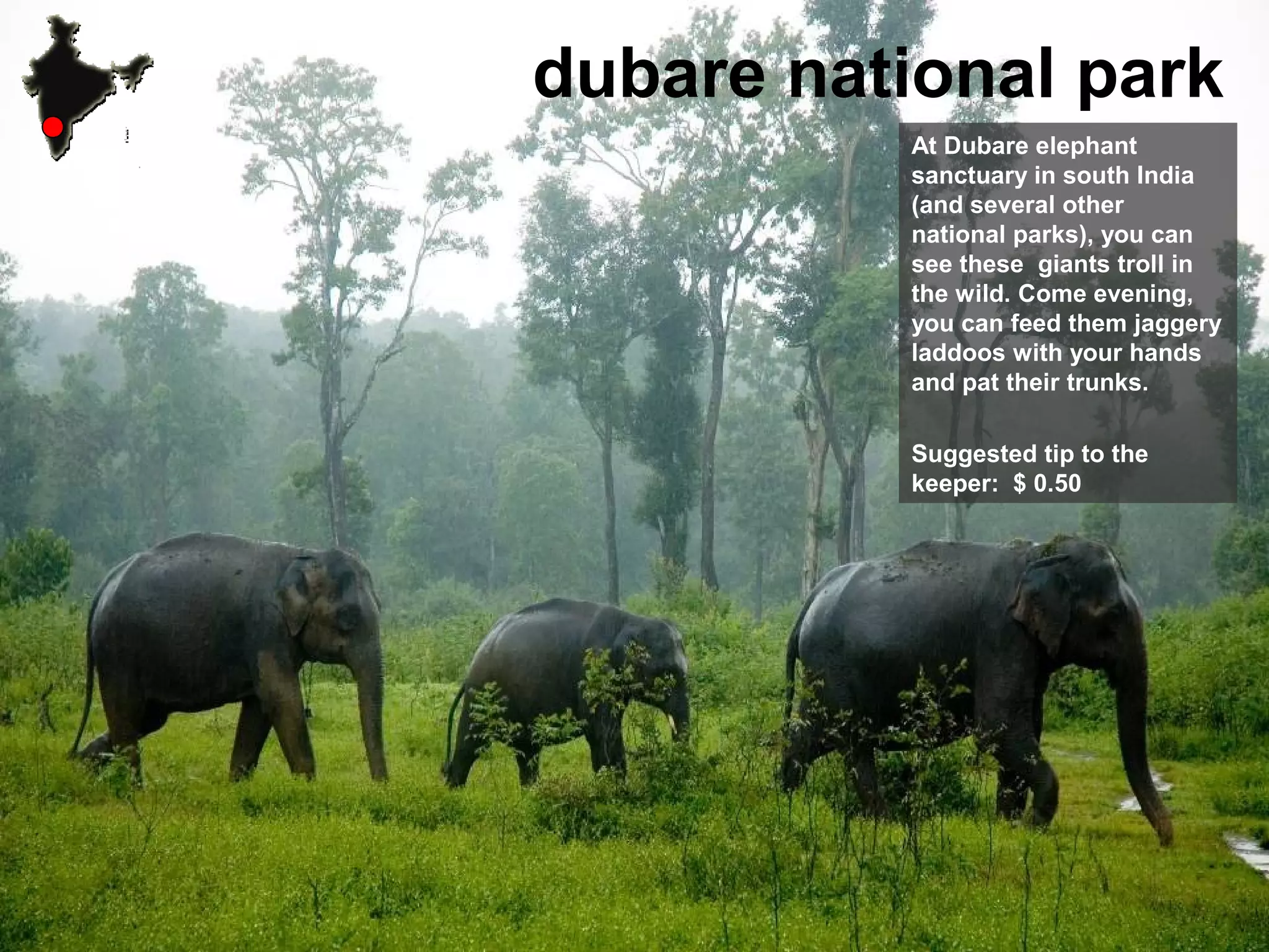 dubare national park
At Dubare elephant
sanctuary in south India
(and several other
national parks), you can
see these giants troll in
the wild. Come evening,
you can feed them jaggery
laddoos with your hands
and pat their trunks.
Suggested tip to the
keeper: $ 0.50
 