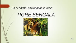 Es el animal nacional de la India.
TIGRE BENGALA