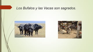 Los Bufalos y las Vacas son sagrados.