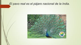 El pavo real es el pájaro nacional de la India.