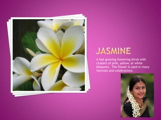 A fast growing flowering shrub with
clusters of pink, yellow, or white
blossoms. The flower is used in many
festivals and celebrations.
 