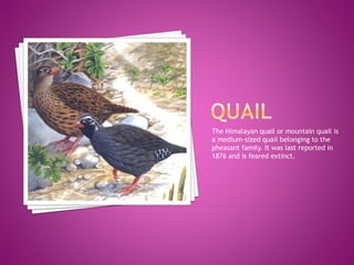 The Himalayan quail or mountain quail is
a medium-sized quail belonging to the
pheasant family. It was last reported in
1876 and is feared extinct.
 