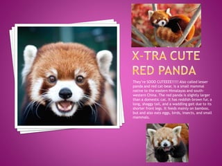 They’re SOOO CUTEEEE!!!!! Also called lesser
panda and red cat-bear, is a small mammal
native to the eastern Himalayas and south-
western China. The red panda is slightly larger
than a domestic cat. It has reddish-brown fur, a
long, shaggy tail, and a waddling gait due to its
shorter front legs. It feeds mainly on bamboo,
but and also eats eggs, birds, insects, and small
mammals.
 