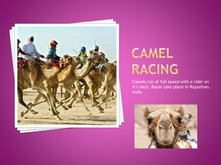 Camels run at full speed with a rider on
it’s back. Races take place in Rajasthan,
India.
 