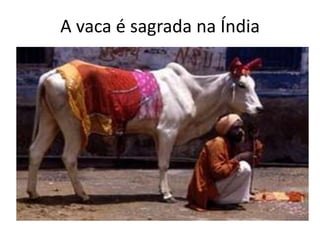 A vaca é sagrada na Índia

 