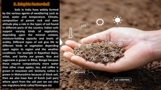 Soils in India have widely formed
by the various agents of weathering such as
wind, water and temperature. Climate,
composition of parent rock and even
altitude play a role in the types of soil found
in different parts of the country. Indian soils
support varying kinds of vegetation,
depending upon the mineral content,
moisture-holding capacity and levels of
acidity. Different types of soil give life to
different kinds of vegetation depending
upon region to region and the weather
conditions. For example in Rajasthan Bajra,
millet, and barley are grown, Rice and
sugarcane is grown in Bihar, Bengal because
these require comparatively more water
than other crops apples, tea, and coffee is
grown in mountain soil. Similarly, cotton is
grown in Maharashtra because of black soil,
then we also have Ran of Kutch (salt pan)
where apart from the salt pan we can also
see migratory birds called flamingos etc
 