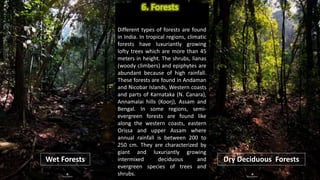 Different types of forests are found
in India. In tropical regions, climatic
forests have luxuriantly growing
lofty trees which are more than 45
meters in height. The shrubs, lianas
(woody climbers) and epiphytes are
abundant because of high rainfall.
These forests are found in Andaman
and Nicobar Islands, Western coasts
and parts of Karnataka (N. Canara),
Annamalai hills (Koorj), Assam and
Bengal. In some regions, semi-
evergreen forests are found like
along the western coasts, eastern
Orissa and upper Assam where
annual rainfall is between 200 to
250 cm. They are characterized by
giant and luxuriantly growing
intermixed deciduous and
evergreen species of trees and
shrubs.
Wet Forests Dry Deciduous Forests
 