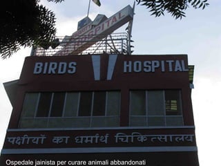 Ospedale per animali jainista
Ospedale jainista per curare animali abbandonati
 