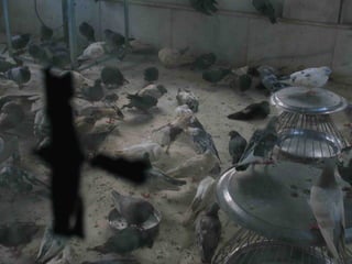 Ospedale per animali jainista
 