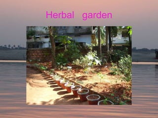 Herbal garden
 