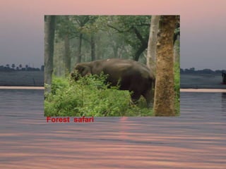 Forest safari
 