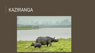 KAZIRANGA
 