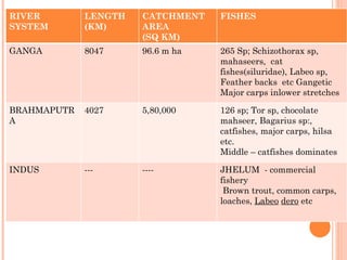 RIVER SYSTEM LENGTH (KM) CATCHMENT AREA (SQ KM) FISHES GANGA 8047 96.6 m ha 265 Sp; Schizothorax sp, mahaseers,  cat fishes(siluridae), Labeo sp,  Feather backs  etc Gangetic Major carps inlower stretches BRAHMAPUTRA 4027 5,80,000 126 sp; Tor sp, chocolate mahseer, Bagarius sp:, catfishes, major carps, hilsa etc. Middle – catfishes dominates  INDUS --- ---- JHELUM  - commercial fishery Brown trout, common carps,  loaches,  Labeo   dero  etc 