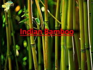Indian Bamboo
 