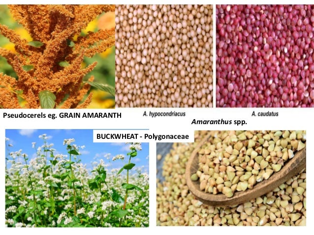 Indian Agricultural Concerns and Future Prospects of ...