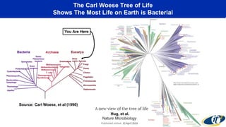 The Carl Woese Tree of Life
Shows The Most Life on Earth is Bacterial
Nature Microbiology
Hug, et al.
Source: Carl Woese, et al (1990)
You Are Here
 