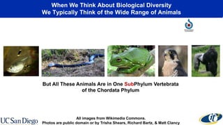 When We Think About Biological Diversity
We Typically Think of the Wide Range of Animals
But All These Animals Are in One SubPhylum Vertebrata
of the Chordata Phylum
All images from Wikimedia Commons.
Photos are public domain or by Trisha Shears, Richard Bartz, & Matt Clancy
 