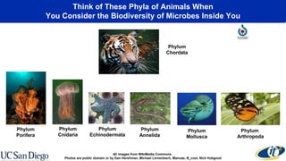 Think of These Phyla of Animals When
You Consider the Biodiversity of Microbes Inside You
Phylum
Annelida
Phylum
Echinodermata
Phylum
Cnidaria
Phylum
Mollusca
Phylum
Arthropoda
Phylum
Chordata
Phylum
Porifera
All images from WikiMedia Commons.
Photos are public domain or by Dan Hershman, Michael Linnenbach, Manuae, B_cool, Nick Hobgood
 