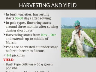 Production technology of Lab lab Bean .pptx