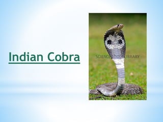 Indian Cobra
 