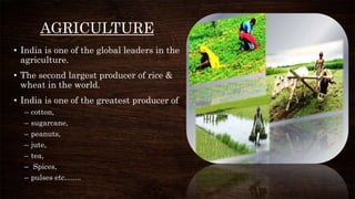 AGRICULTURE
• India is one of the global leaders in the
agriculture.
• The second largest producer of rice &
wheat in the world.
• India is one of the greatest producer of
– cotton,
– sugarcane,
– peanuts,
– jute,
– tea,
– Spices,
– pulses etc........
 