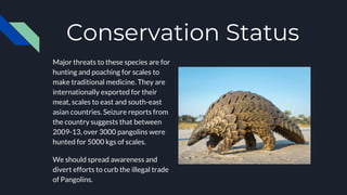 Conservation Status
Major threats to these species are for
hunting and poaching for scales to
make traditional medicine. They are
internationally exported for their
meat, scales to east and south-east
asian countries. Seizure reports from
the country suggests that between
2009-13, over 3000 pangolins were
hunted for 5000 kgs of scales.
We should spread awareness and
divert efforts to curb the illegal trade
of Pangolins.
 