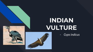 INDIAN
VULTURE
- Gyps indicus
 