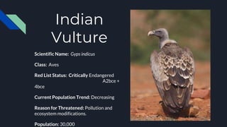 Indian
Vulture
Scientific Name: Gyps indicus
Class: Aves
Red List Status: Critically Endangered
A2bce +
4bce
Current Population Trend: Decreasing
Reason for Threatened: Pollution and
ecosystem modifications.
Population: 30,000
 