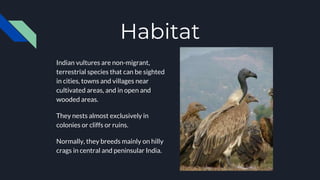 Habitat
Indian vultures are non-migrant,
terrestrial species that can be sighted
in cities, towns and villages near
cultivated areas, and in open and
wooded areas.
They nests almost exclusively in
colonies or cliffs or ruins.
Normally, they breeds mainly on hilly
crags in central and peninsular India.
 