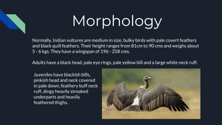 Morphology
Normally, Indian vultures are medium in size, bulky birds with pale covert feathers
and black quill feathers. Their height ranges from 81cm to 90 cms and weighs about
5 - 6 kgs. They have a wingspan of 196 - 258 cms.
Adults have a black head, pale eye rings, pale yellow bill and a large white neck ruff.
Juveniles have blackish bills,
pinkish head and neck covered
in pale down, feathery buff neck
ruff, dingy heavily streaked
underparts and heavily
feathered thighs.
 