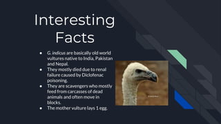 Interesting
Facts
● G. indicus are basically old world
vultures native to India, Pakistan
and Nepal.
● They mostly died due to renal
failure caused by Diclofenac
poisoning.
● They are scavengers who mostly
feed from carcasses of dead
animals and often move in
blocks.
● The mother vulture lays 1 egg.
 