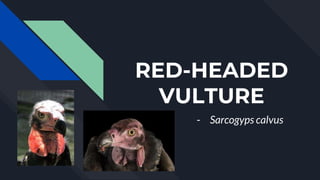 RED-HEADED
VULTURE
- Sarcogyps calvus
 
