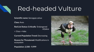 Red-headed Vulture
Scientific name: Sarcogyps calvus
Class: Aves
Red List Status: Critically Endangered
A2abce
+ 3 bce + 4abc
Current Population Trend: Decreasing
Reason for Threatened: Modifications in
ecosystem
Population: 2,500 - 9,999
 