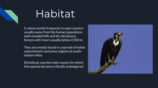 Habitat
S. calvus mostly frequents in open country
usually away from the human population,
well-wooded hills and dry deciduous
forests with rivers usually below 2,500 m.
They are mostly found in a spread of Indian
subcontinent and some regions of south-
eastern Asia.
Diclofenac was the main reason for which
this species became critically endangered.
 