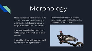 Morphology
These are medium sized vultures of 76
cm to 86 cm ( 30 to 34 in ) in length,
weighing 3.5 to 6.3 kgs and having a
wingspan of about 1.99 - 2.6 meters.
It has a prominent naked head: deep
red to orange in the adult, paler red in
juvenile.
It has a black body with pale grey band
at the base of the flight feathers.
The sexes differ in color of the iris:
males have a paler, whitish iris, whilst,
in females it is dark brown.
 