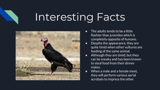 Interesting Facts
● The adults tends to be a little
flashier than juveniles which is
completely opposite of humans.
● Despite the appearance, they are
quite timid when other vultures are
feeding of the same animal.
● Although they are timid, but they
can be sneaky and has been known
to steal food from their dinner
mates.
● When a male and a female meet,
they will perform various aerial
acrobats to impress the other.
 