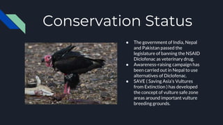 Conservation Status
● The government of India, Nepal
and Pakistan passed the
legislature of banning the NSAID
Diclofenac as veterinary drug.
● Awareness-raising campaign has
been carried out in Nepal to use
alternatives of Diclofenac.
● SAVE ( Saving Asia’s Vultures
from Extinction ) has developed
the concept of vulture safe zone
areas around important vulture
breeding grounds.
 