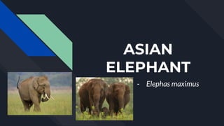 ASIAN
ELEPHANT
- Elephas maximus
 