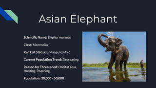 Asian Elephant
Scientific Name: Elephas maximus
Class: Mammalia
Red List Status: Endangered A2c
Current Population Trend: Decreasing
Reason for Threatened: Habitat Loss,
Hunting, Poaching
Population: 30,000 - 50,000
 