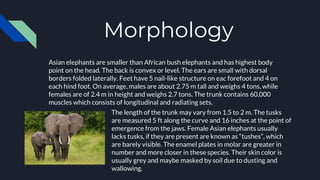 Morphology
Asian elephants are smaller than African bush elephants and has highest body
point on the head. The back is convex or level. The ears are small with dorsal
borders folded laterally. Feet have 5 nail-like structure on eac forefoot and 4 on
each hind foot. On average, males are about 2.75 m tall and weighs 4 tons, while
females are of 2.4 m in height and weighs 2.7 tons. The trunk contains 60,000
muscles which consists of longitudinal and radiating sets.
The length of the trunk may vary from 1.5 to 2 m. The tusks
are measured 5 ft along the curve and 16 inches at the point of
emergence from the jaws. Female Asian elephants usually
lacks tusks, if they are present are known as “tushes”, which
are barely visible. The enamel plates in molar are greater in
number and more closer in these species. Their skin color is
usually grey and maybe masked by soil due to dusting and
wallowing.
 